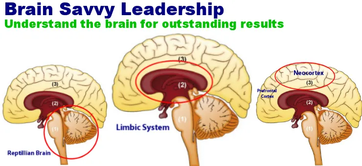 Brain Savvy Leadership